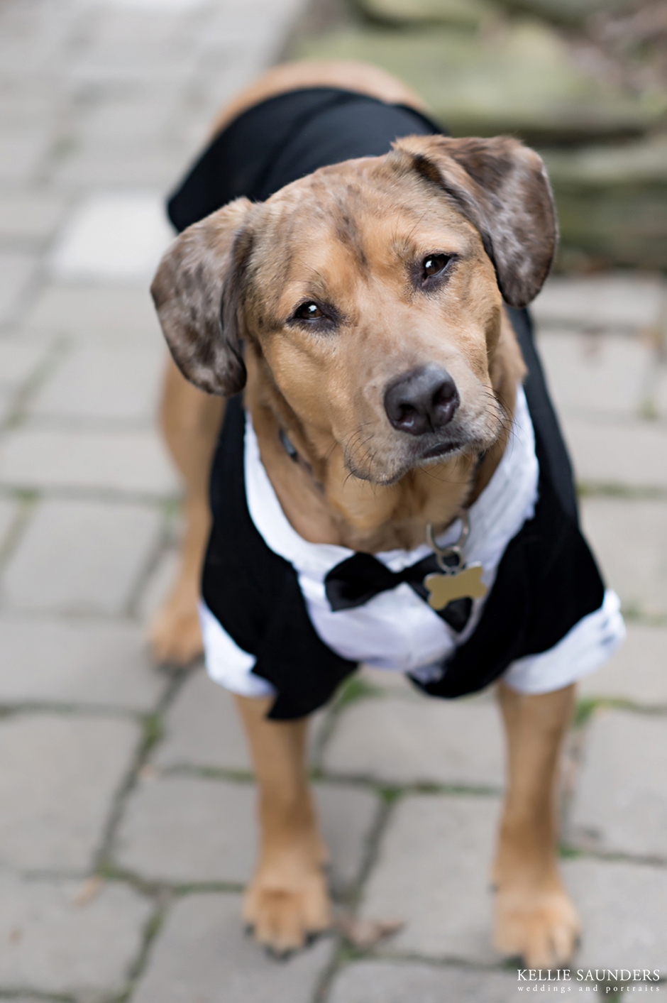dog in tuxedo